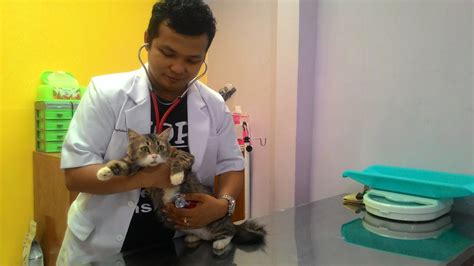 Kucing di Dokter Hewan Bandung